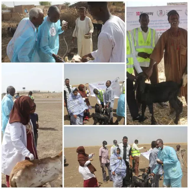 A free livestock vaccination campaign implemented by the Popular Organization for Reconstruction and Development in the localities of Dinder and East Sennar