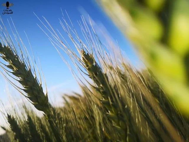 ASM Agricultural Company Holds Automated Sesame Harvesting Conference in Gedaref