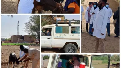 Livestock vaccination campaign launched in Ibri