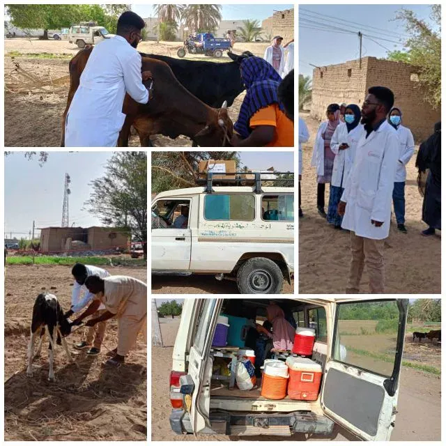 Livestock vaccination campaign launched in Ibri