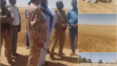 Northern governor inaugurates wheat harvest in Al-Dabbah locality