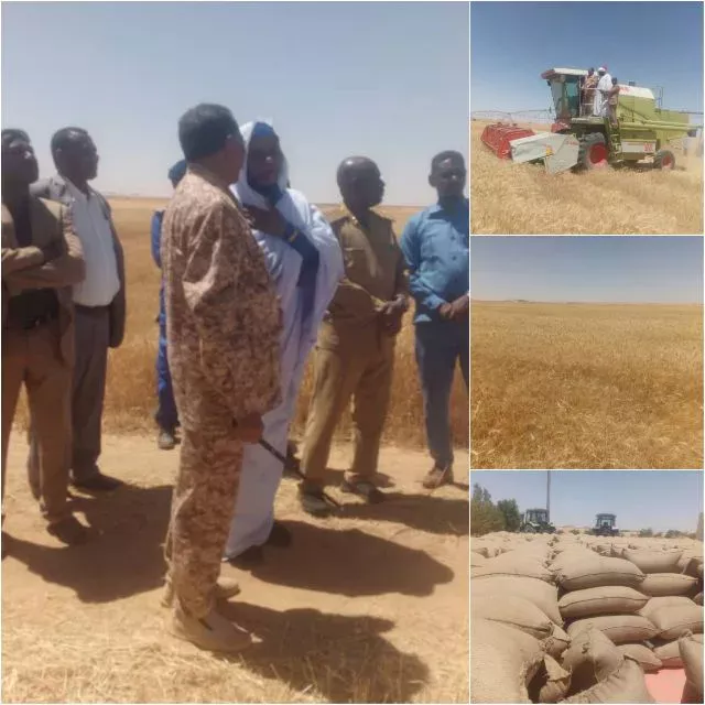 Northern governor inaugurates wheat harvest in Al-Dabbah locality