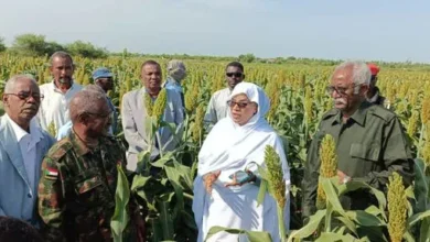 The Governor of White Nile, the State Security Committee and the delegation of the National Alert Committee examine models of agricultural projects for the cultivation of corn and sesame in the locality of Al-Jabalin.