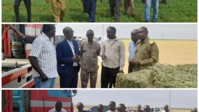 The Minister of Agriculture, Irrigation and Forestry of River Nile State and the Executive Director of Shendi Locality inspect a number of agricultural projects in the locality and stress the importance of expanding agricultural areas to increase production and support exports.