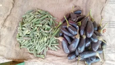 Vegetable merchant in Al-Damer market: (Siraj Al-Din) said: The arrivals from Khartoum have accelerated the pace of purchases and sales and revived the vegetable market.