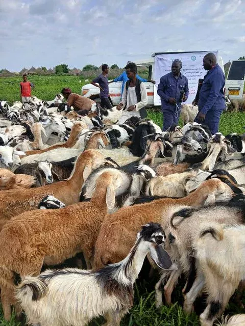 Livestock sector, Gedaref, starts routine preventive vaccination