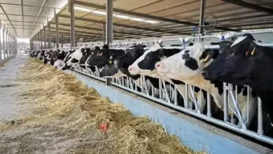 Veterinary expert calls on Nile River Investment Forum to benefit from global experiences in animal production