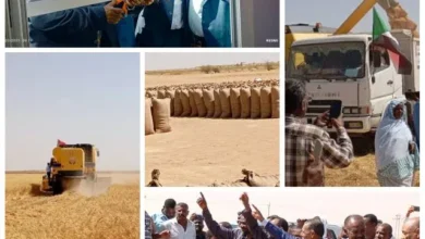 The northern governor inaugurates the wheat harvest and confirms (Sudan will not die)