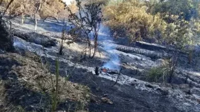 Palm Fires in the North State ✍️ Mutawakkil Taha Mohamed Ahmed