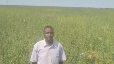 The risk of failure of the agricultural season in Sennar