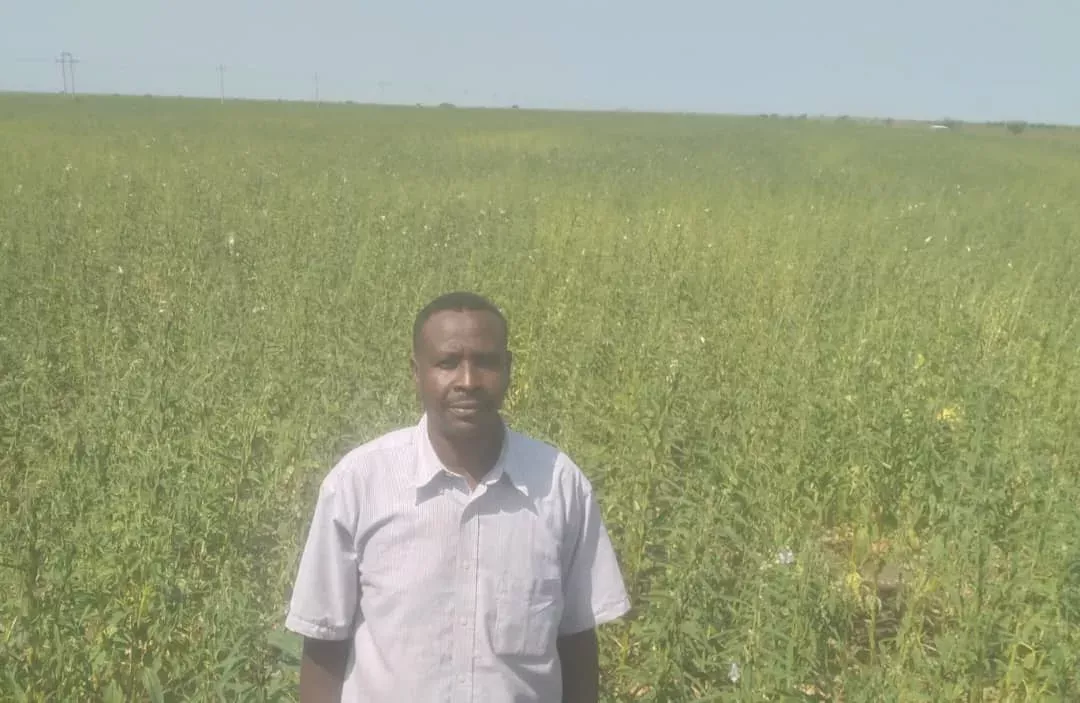 The risk of failure of the agricultural season in Sennar