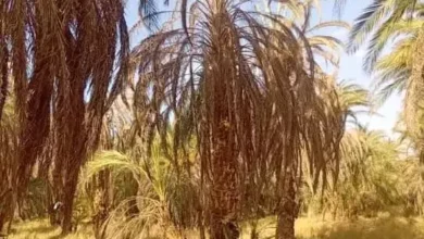 MEROE .. Between day 71 of the army and the year 1917 .. A country which led the civilization of the Kevin world is relaxing and critical