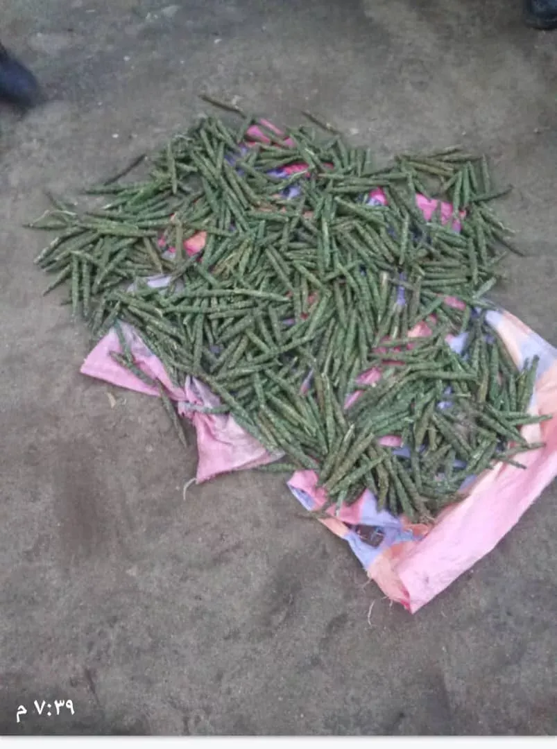 The security cell, Sennar and the security center, the Al -Lakandi unit seizes an accused in possession